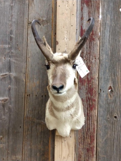Pronghorn Antelope Shoulder Mount Taxidermy