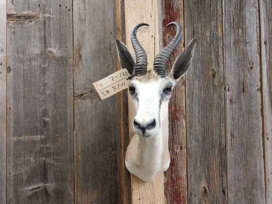 African Springbok Shoulder Mount Taxidermy