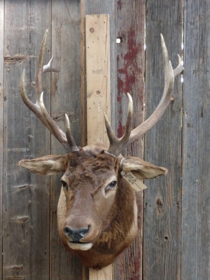 6x6 Elk Shoulder Mount Taxidermy