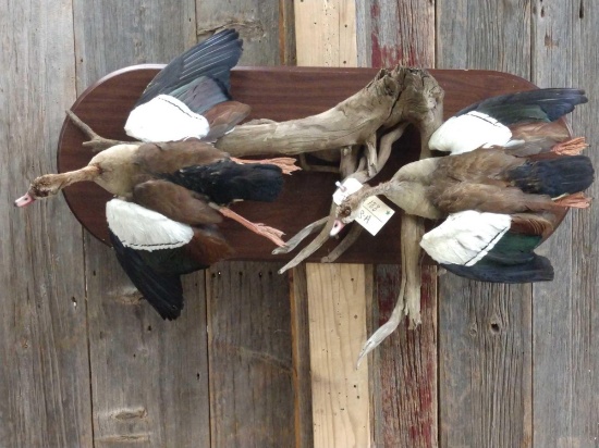 Paradise Shell Ducks In Flight Taxidermy