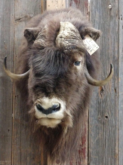 Muskox Shoulder Mount Taxidermy