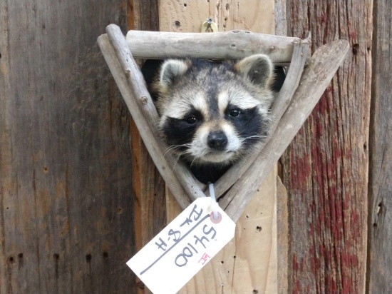 Raccoon In A Den Taxidermy