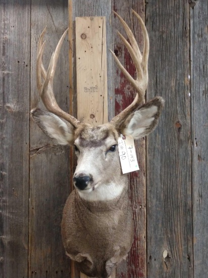 4x4 Mule Deer Shoulder Mount Taxidermy