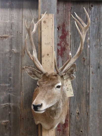 Red Stag Shoulder Mount Taxidermy