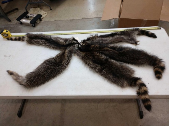 5 Soft Tanned Raccoon Furs