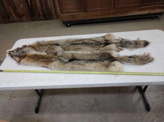 2 Soft Tanned Coyote Furs Taxidermy