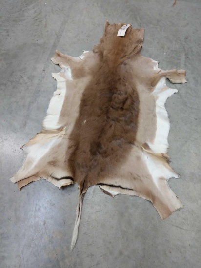 African Springbok Skin Taxidermy