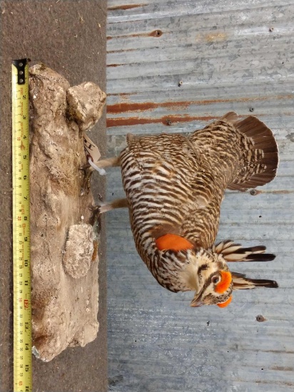 Prairie Chicken Full Body Taxidermy Mount