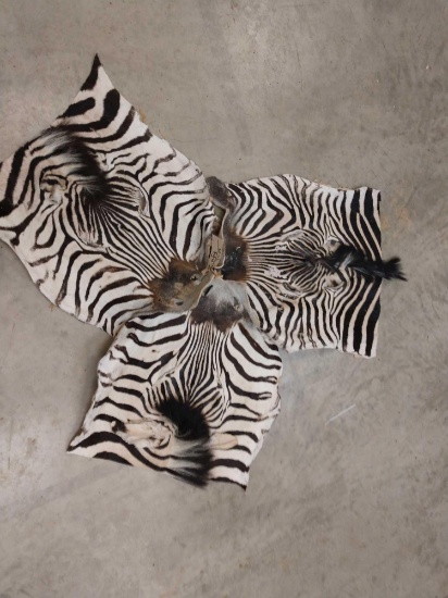 3 Tanned Zebra Faces Taxidermy