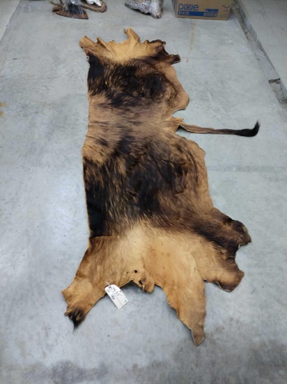 African Cape Buffalo Back Skin Taxidermy