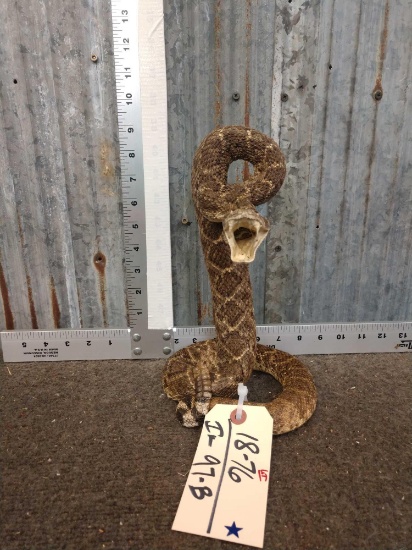 Diamond Back Rattlesnake Full Body Taxidermy Mount