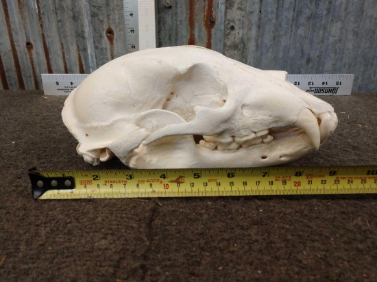 Black Bear Skull Taxidermy
