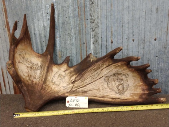 Scrimshaw Moose Antler