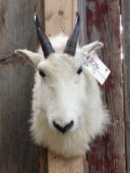 Mountain Goat Shoulder Mount Taxidermy