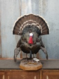 Full Body Turkey Taxidermy Mount
