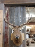 6x5 Elk Shoulder Mount Taxidermy