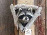 Raccoon In A Den Taxidermy