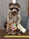 Raccoon Eating Peanut Butter Taxidermy Mount