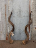Pair Of African Kudu Horns Taxidermy