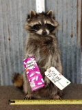 Raccoon Eating Good & Plenty Candy Taxidermy