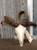 Jacobs 4 Horn Sheep Skull Taxidermy
