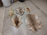 Rug & Tanned Fur Lot Taxidermy