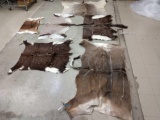 Group Of 6 African Tanned Back Skins