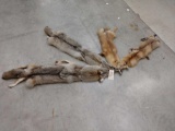 Tanned Coyote & Fox Furs Taxidermy