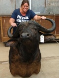 African Cape Buffalo Shoulder Mount Taxidermy