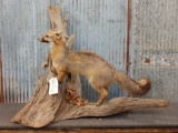 Grey Fox Full Body Taxidermy Mount