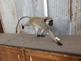 Vervet Monkey Full Body Taxidermy Mount