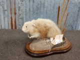 Blonde Muskrat Full Body Taxidermy Mount