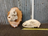 Black Bear & Javelina Skulls