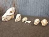5 Skulls Taxidermy