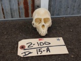 Vervet Monkey Skull Taxidermy