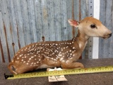 Whitetail Fawn Laying Down Full Body Taxidermy Mount