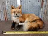 Red Fox Laying Down Taxidermy
