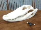 Alligator Skull Taxidermy