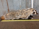 Badger Full Body Taxidermy Mount
