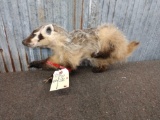 Juvenile Badger Full Body Taxidermy