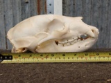 Black Bear Skull Taxidermy
