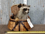 Raccoon In A Fishing Creel Full Body Taxidermy Mount