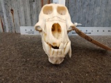 Baboon Skull Taxidermy