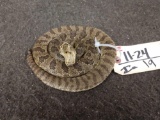 Juvenile Rattlesnake Full Body Taxidermy