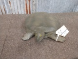 Soft Shell Turtle Reproduction Taxidermy