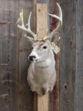 5x5 Whitetail Taxidermy Mount