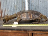 Snapping Turtle Full Body Taxidermy Mount