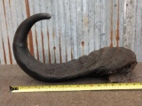 African Cape Buffalo Horn Taxidermy