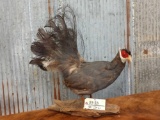 Blue Eared Pheasant Full Body Taxidermy Mount