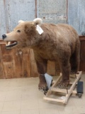 Big Alaskan Brown Bear Full Body Taxidermy Mount